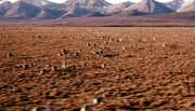 Caribou on the tundra