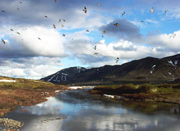 Cliff swallows