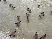 Frozen duckpond