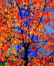 Autumn tree