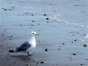 Gull on the beach