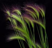 Squirreltail grass