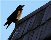 Winter raven